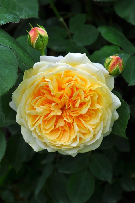 ���ߵ����ġۥХ��� �ƥ������󥰥��硼���� ͢���� 7��ȭ�����ʡη����ʼ�ϡ�ER-Y��