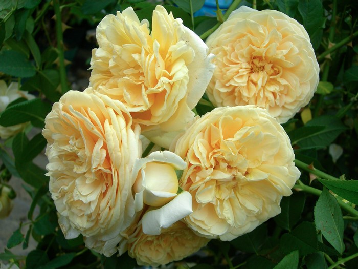 ���ߵ����ġۥХ��� �ƥ������󥰥��硼���� ͢���� 7��ȭ�����ʡη����ʼ�ϡ�ER-Y��