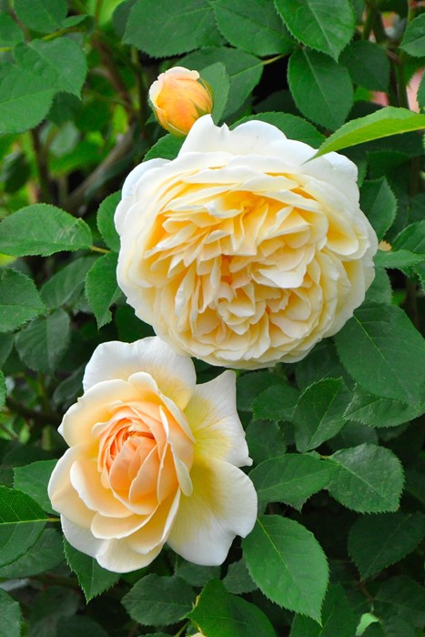 ���ߵ����ġۥХ��� �ƥ������󥰥��硼���� ͢���� 7��ȭ�����ʡη����ʼ�ϡ�ER-Y��