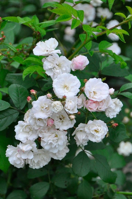 ġۥХ 󤻤ڷۥ󥻥  6ȭʡJ-OC20