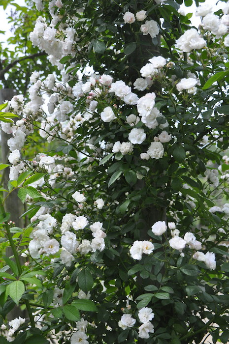 ġۥХ 󤻤ڷۥ󥻥  6ȭʡJ-OC20