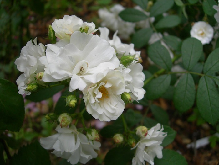 ġۥХ 󤻤ڷۥ󥻥  6ȭʡJ-OC20