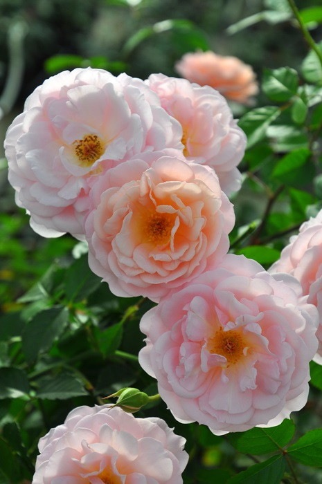 Хġġۥꥣإ֥  6ȭʡηʼϡJ-RO