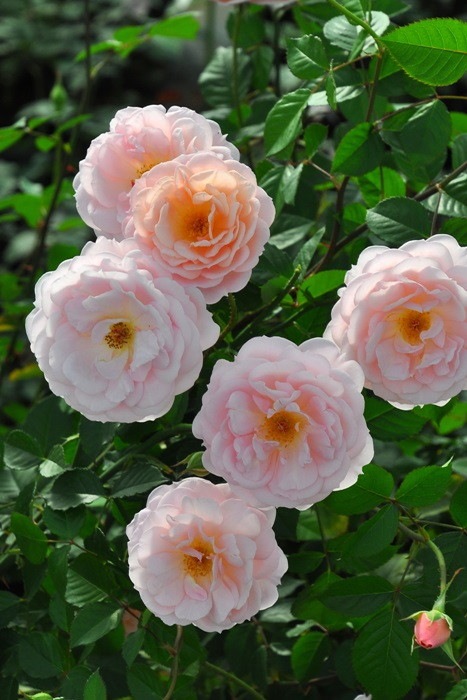 Хġġۥꥣإ֥  6ȭʡηʼϡJ-RO