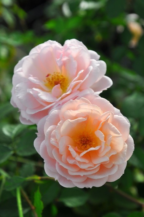 Хġġۥꥣإ֥  6ȭʡηʼϡJ-RO