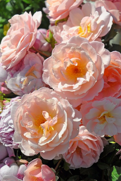 Хġġۥꥣإ֥  6ȭʡηʼϡJ-RO