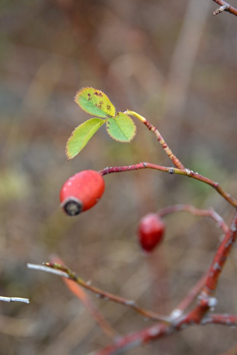 �Х��ġ����ġۥ���Х��ߥץ�� ���� 6��ȭ�����ʡ�J-OC20��