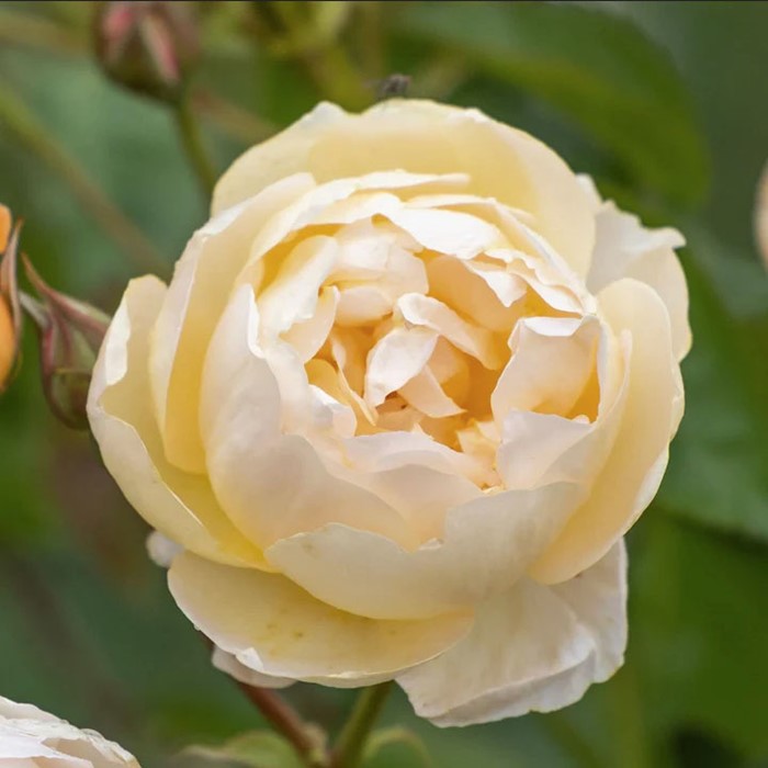 ���ߵ����ġۥХ��� ���ʥҥ塼 ͢���� 7��ȭ�����ʡ����ӿ建�� �ʼ���Ͽ�д���ϡ�ER-Y��