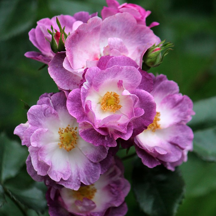 ���ߵ����ġۥХ��� �ޡ��֥륷�� ���� 6��ȭ�����ʡ�OM-ZEK�ա�0109�����