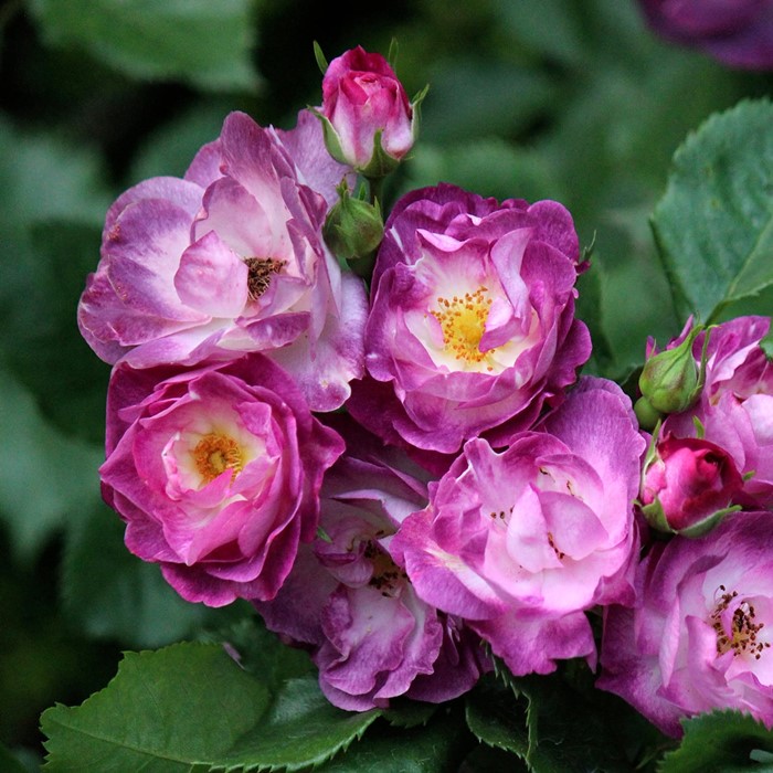 ���ߵ����ġۥХ��� �ޡ��֥륷�� ���� 6��ȭ�����ʡ�OM-ZEK�ա�0109�����