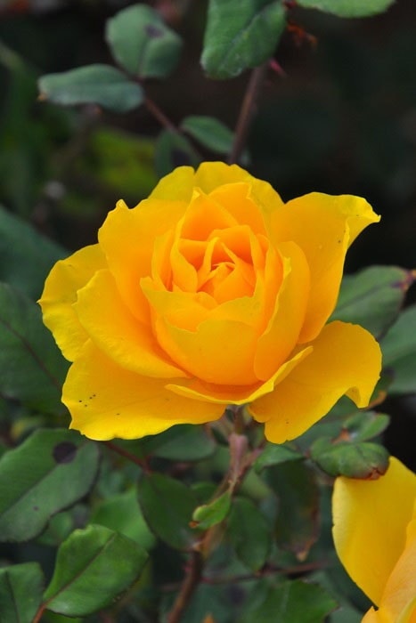 ���ߵ����ġۥХ��� �إ�꡼�ե���� ���� 6��ȭ�����ʡ�J-HT10�ա�0204�����