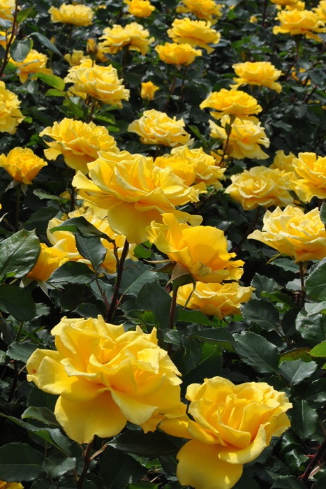 ���ߵ����ġۥХ��� �إ�꡼�ե���� ���� 6��ȭ�����ʡ�J-HT10�ա�0204�����