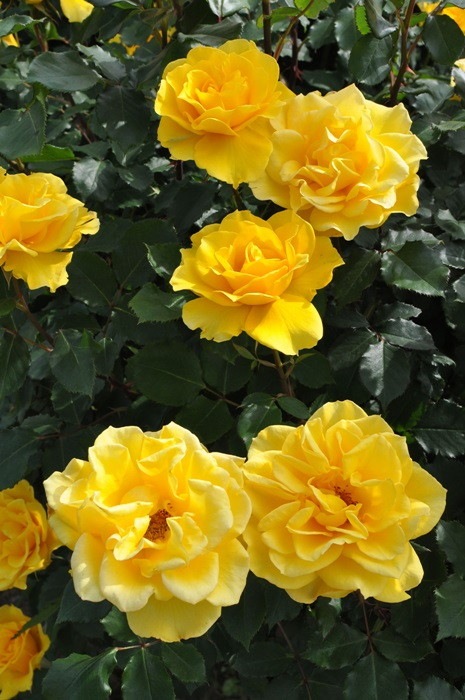 ���ߵ����ġۥХ��� �إ�꡼�ե���� ���� 6��ȭ�����ʡ�J-HT10�ա�0204�����