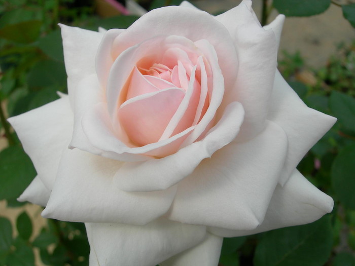 �Х��ġ����ġۥ����쥤�� ���� 6��ȭ�����ʡ�J-CL20��