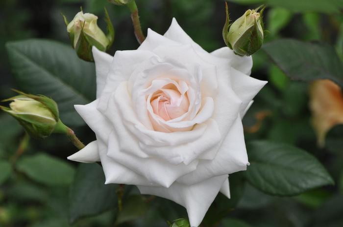 �Х��ġ����ġۥ����쥤�� ���� 6��ȭ�����ʡ�J-CL20��