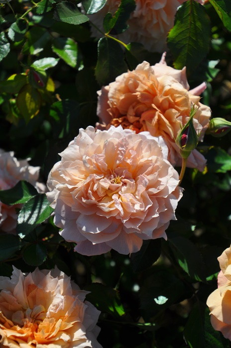 �Х��ġ����ġۥ륵�֥ꥨ ���� 6��ȭ�����ʡη����ʼ�ϡ�J-RO��