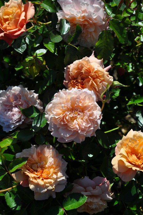 �Х��ġ����ġۥ륵�֥ꥨ ���� 6��ȭ�����ʡη����ʼ�ϡ�J-RO��