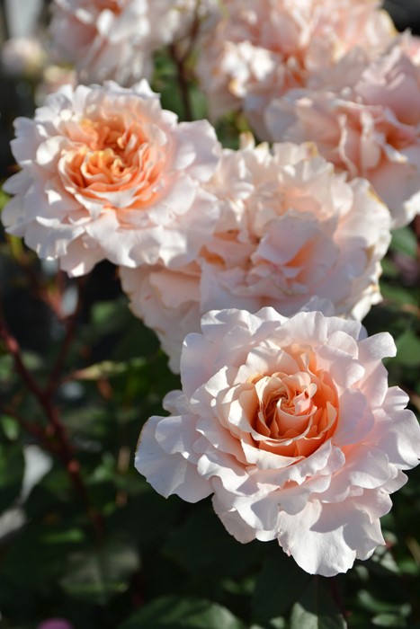 ġۥХ ٥󥦥å  6ȭʡӿ建 ϿʼϡJ-RP