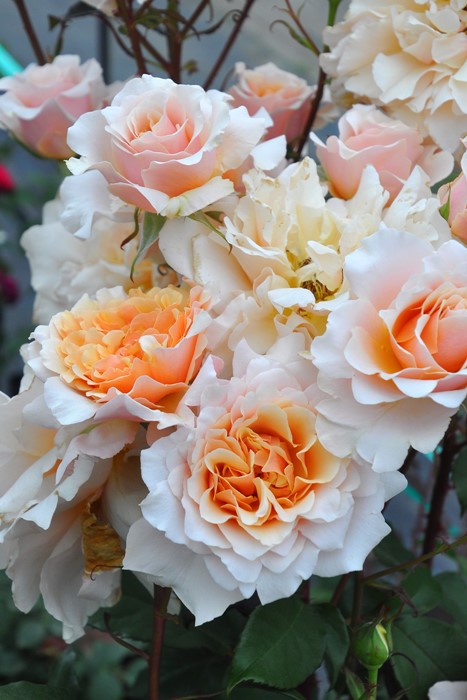 ġۥХ ٥󥦥å  6ȭʡӿ建 ϿʼϡJ-RP