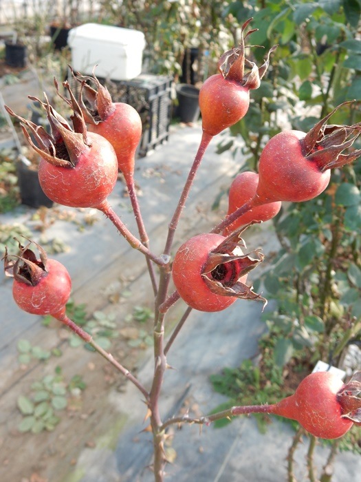 ġۥХ ˥ޥ饦󥪥֥ҥå  6ȭʡηʼϡJB-YR