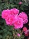 ġۥХ ˥ޥ饦󥪥֥ҥå  6ȭʡηʼϡJB-YR