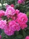 ġۥХ ˥ޥ饦󥪥֥ҥå  6ȭʡηʼϡJB-YR