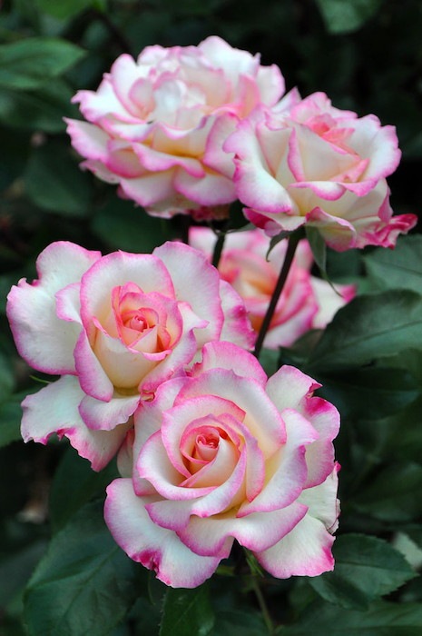 �Х��ġڿ��ġۤۤΤ� ���ġ����ӿ建�� ��Ͽ�ʼ�ϡ�IR-IRO3��