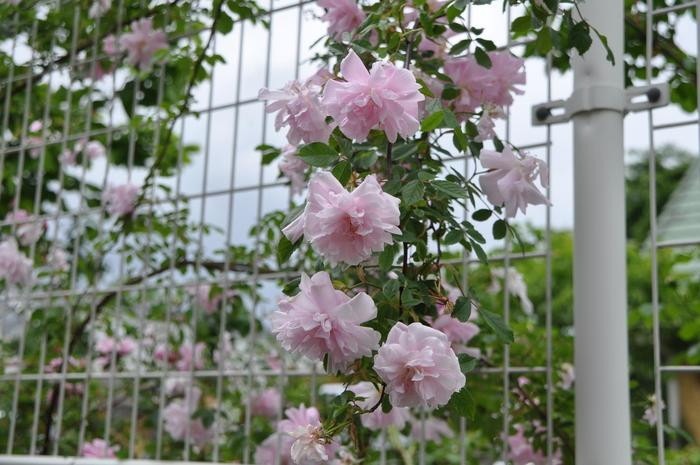 �Х��ġ����ġۥ֥�å���֡��륽���� ���� 6��ȭ�����ʡ�J-OC20��