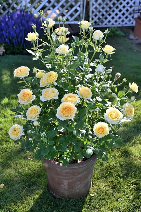 ġۥХ ȥɡ  6ȭʡӿ建 ʼϿдϡHan-DEL