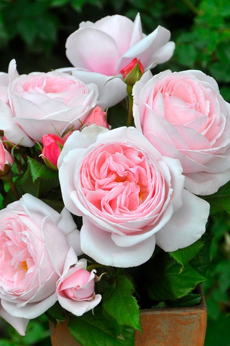 ġۥХ ʥ  6ȭʡηʼϡHan-DEL