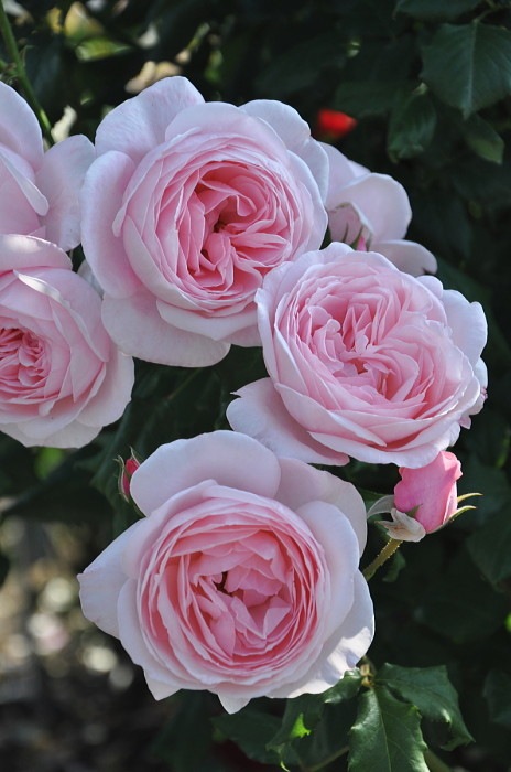 ġۥХ ʥ  6ȭʡηʼϡHan-DEL