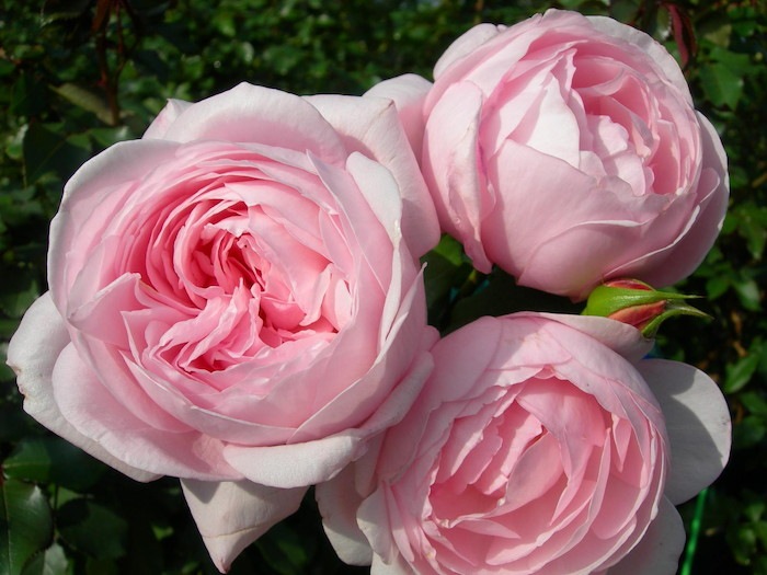 ġۥХ ʥ  6ȭʡηʼϡHan-DEL