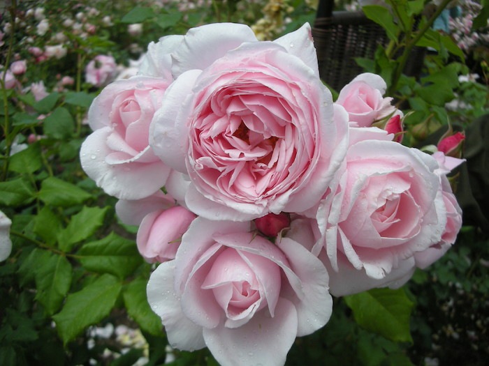 ġۥХ ʥ  6ȭʡηʼϡHan-DEL