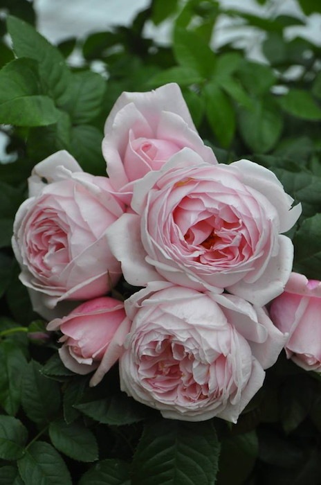 ġۥХ ʥ  6ȭʡηʼϡHan-DEL