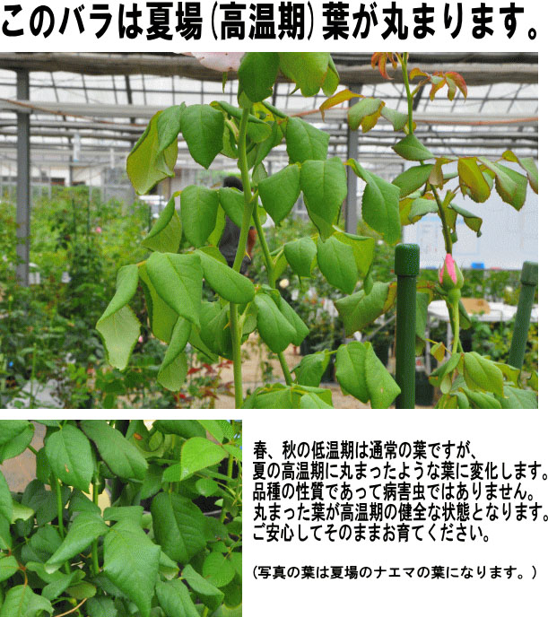 ġۥХ ʥ  6ȭʡηʼϡHan-DEL