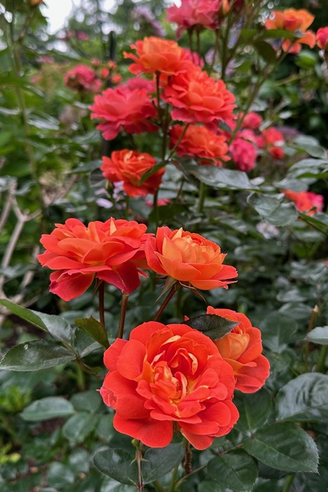 ���ߵ����ġۥХ��� �ߡ����� ���� 6��ȭ�����ʡ�OM-ZEK��