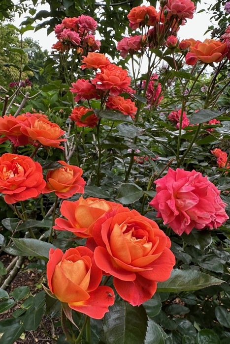 ���ߵ����ġۥХ��� �ߡ����� ���� 6��ȭ�����ʡ�OM-ZEK��