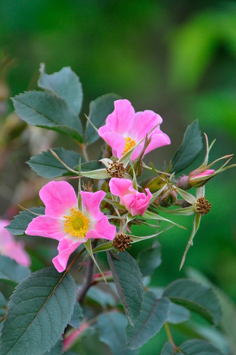 ġۥХ ͥå  6ȭʡJ-CL20