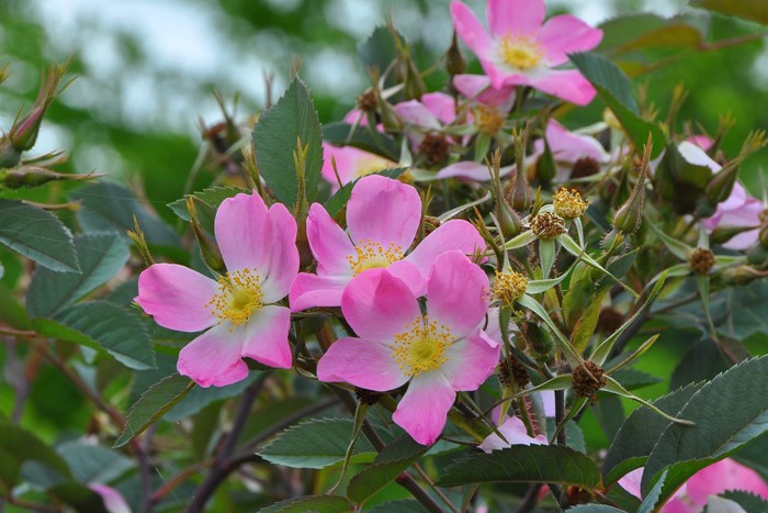 ġۥХ ͥå  6ȭʡJ-CL20