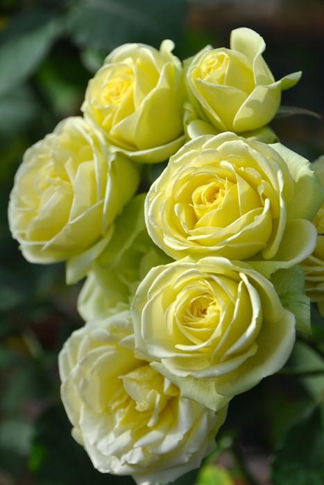 �Х��ġ����ġۥ��꡼�ߡ����ǥ� ���� 6��ȭ�����ʡ����ӿ建�� ��Ͽ�ʼ�ϡ�J-IRM3��