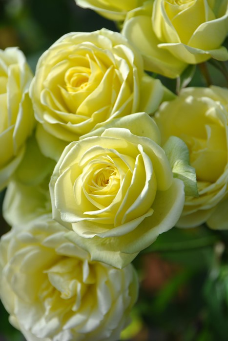 �Х��ġ����ġۥ��꡼�ߡ����ǥ� ���� 6��ȭ�����ʡ����ӿ建�� ��Ͽ�ʼ�ϡ�J-IRM3��