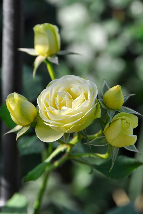 �Х��ġ����ġۥ��꡼�ߡ����ǥ� ���� 6��ȭ�����ʡ����ӿ建�� ��Ͽ�ʼ�ϡ�J-IRM3��