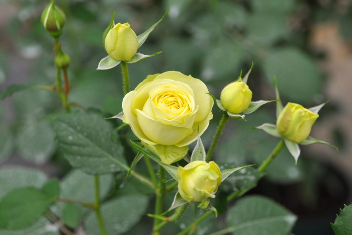 �Х��ġ����ġۥ��꡼�ߡ����ǥ� ���� 6��ȭ�����ʡ����ӿ建�� ��Ͽ�ʼ�ϡ�J-IRM3��