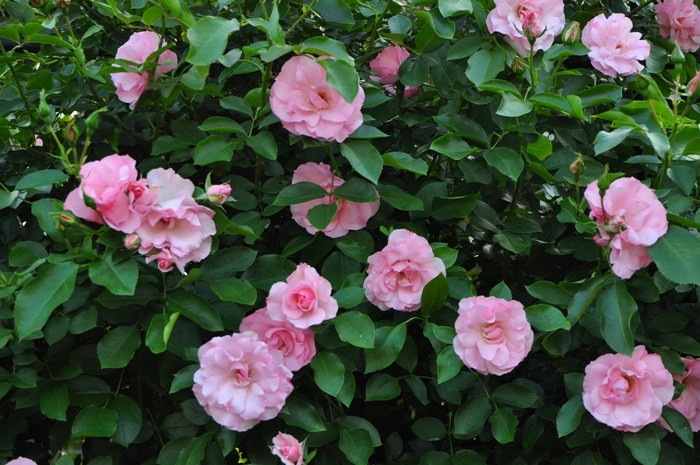 ġۥХ ɥեѥ꡼ۡ  6ȭʡJ-CL20