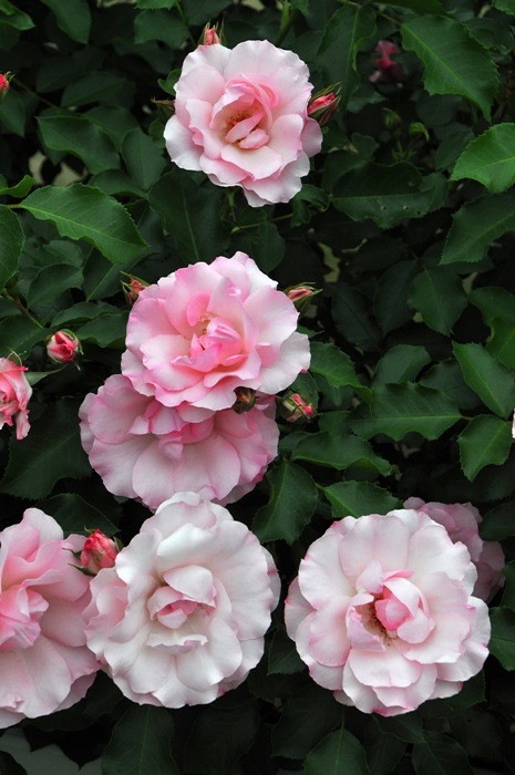 ġۥХ ɥեѥ꡼ۡ  6ȭʡJ-CL20