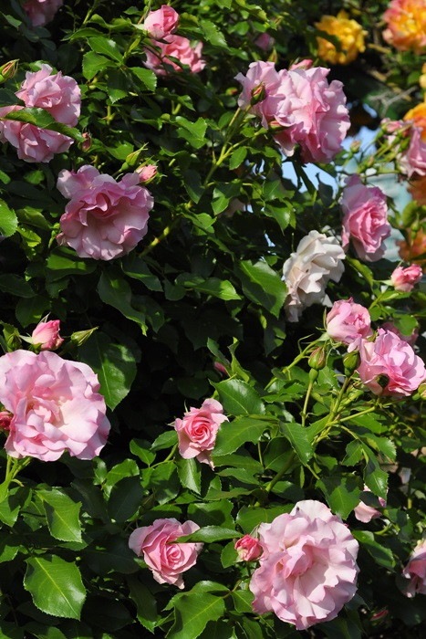 ġۥХ ɥեѥ꡼ۡ  6ȭʡJ-CL20