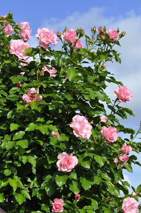 ġۥХ ɥեѥ꡼ۡ  6ȭʡJ-CL20