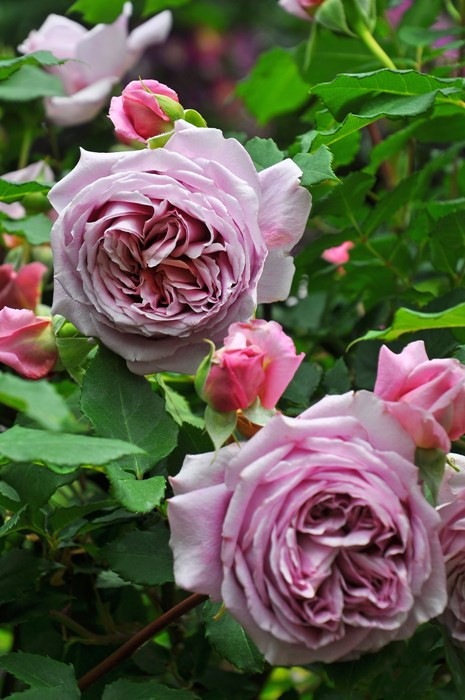 Хġڿġۥ֥ե󥻡 ġӿ建 ϿʼϡKb-KBO