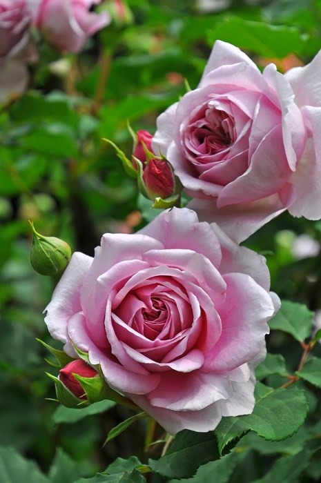 Хġڿġۥ֥ե󥻡 ġӿ建 ϿʼϡKb-KBO