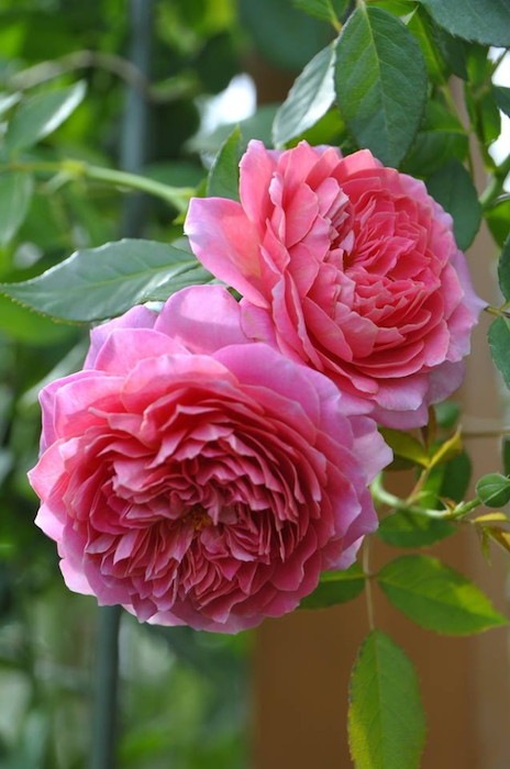 Хġڿġۥ֥ե󥻡 ġӿ建 ϿʼϡKb-KBO